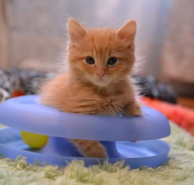 Adopt Kitten